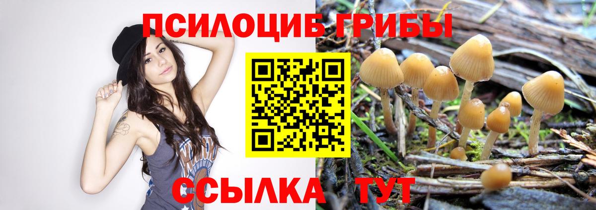 Псилоцибиновые грибы Psilocybe Краснотурьинск